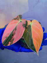 Philodendron Orange Melanochrysum Variegated – Rare Velvet Leaf Plant (June-21-08)