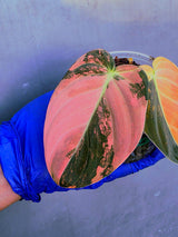 Philodendron Orange Melanochrysum Variegated – Rare Velvet Leaf Plant (June-21-08)