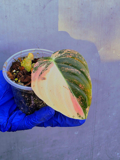 Philodendron Orange Melanochrysum Variegated – Rare Velvet Leaf Plant (June-21-04)