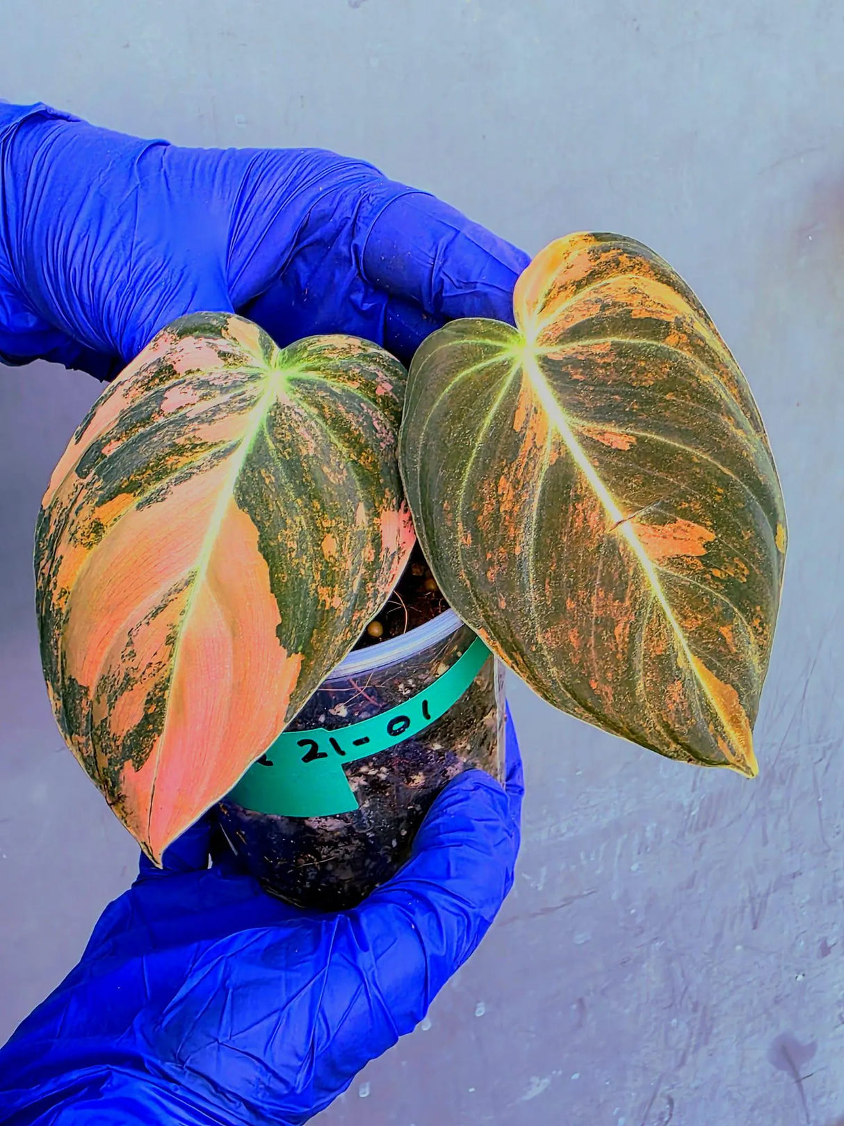 Philodendron Orange Melanochrysum Variegated – Rare Velvet Leaf Plant (June-21-01)