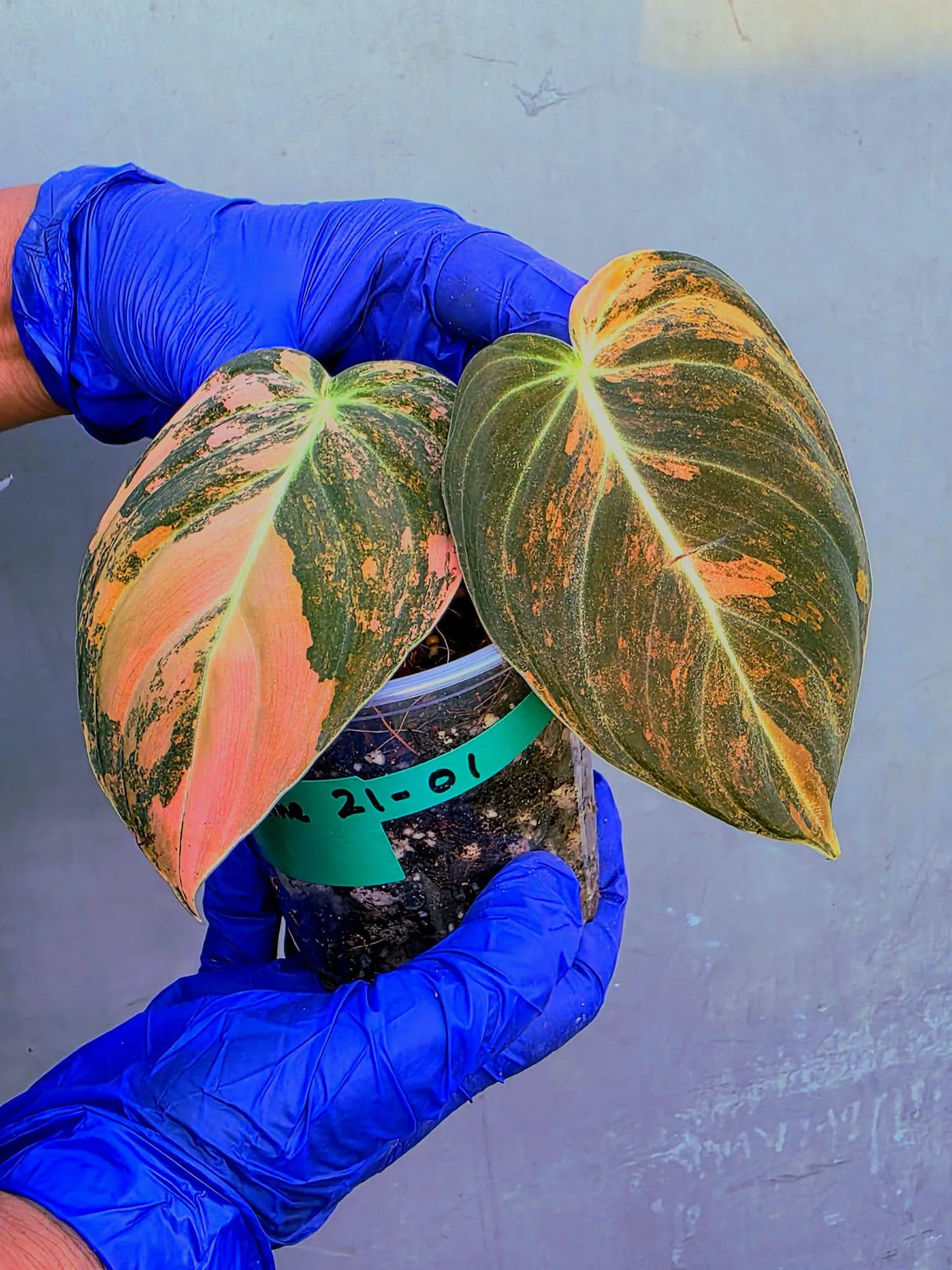 Philodendron Orange Melanochrysum Variegated – Rare Velvet Leaf Plant (June-21-01)