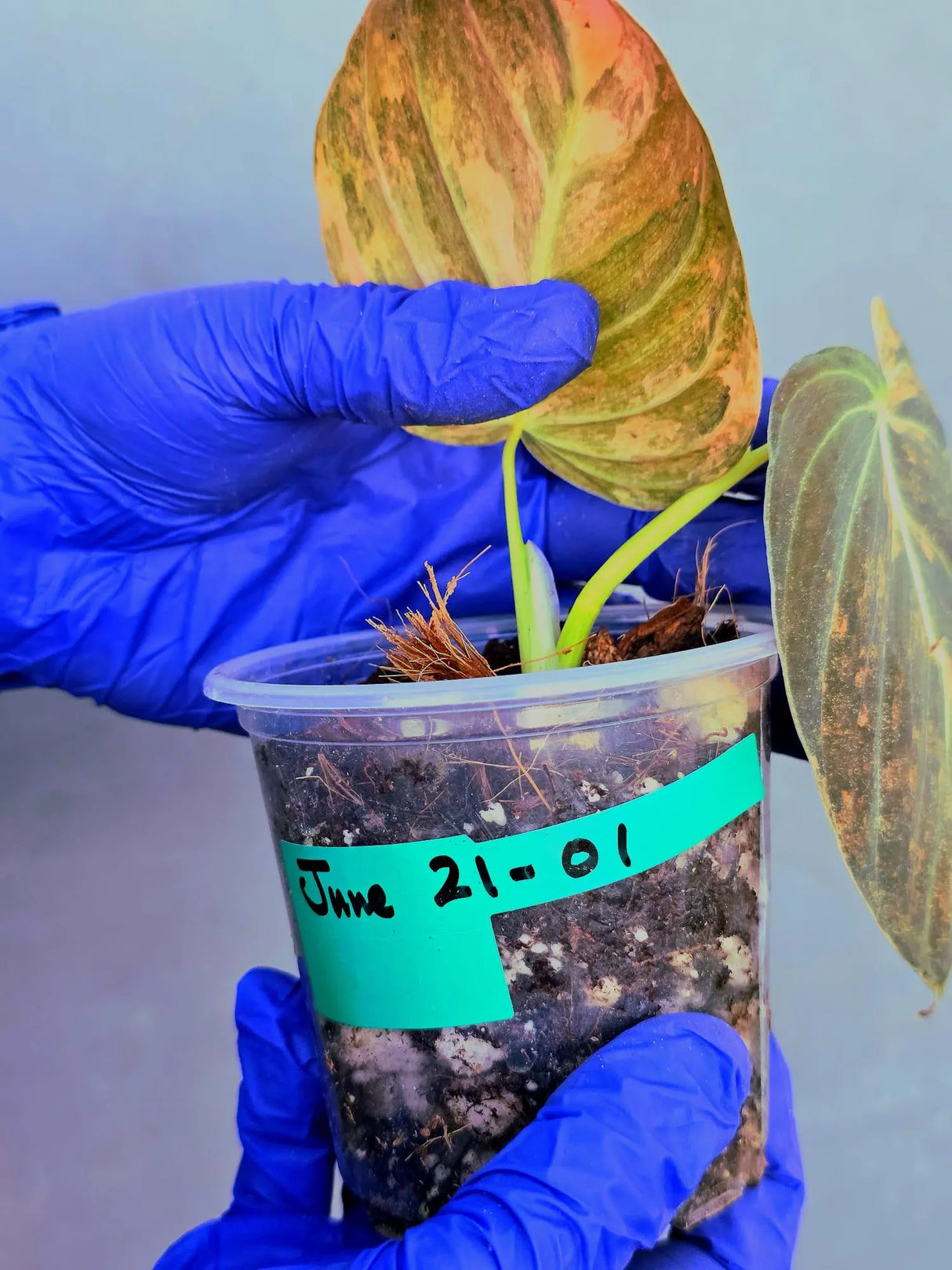 Philodendron Orange Melanochrysum Variegated – Rare Velvet Leaf Plant (June-21-01)