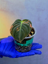 Philodendron Orange Melanochrysum Variegated – Rare Velvet Leaf Plant (June-21-02)