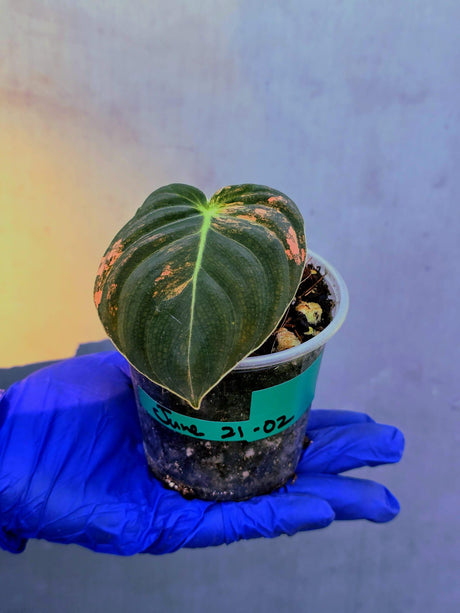 Philodendron Orange Melanochrysum Variegated – Rare Velvet Leaf Plant (June-21-02)