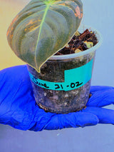Philodendron Orange Melanochrysum Variegated – Rare Velvet Leaf Plant (June-21-02)