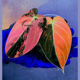 Philodendron Orange Melanochrysum Variegated – Rare Velvet Leaf Plant (June-21-08)