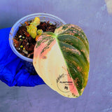 Philodendron Orange Melanochrysum Variegated – Rare Velvet Leaf Plant (June-21-04)