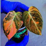 Philodendron Orange Melanochrysum Variegated – Rare Velvet Leaf Plant (June-21-01)