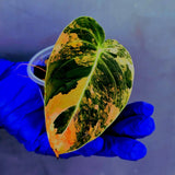 Philodendron Orange Melanochrysum Variegated – Rare Velvet Leaf Plant (June-21-05)