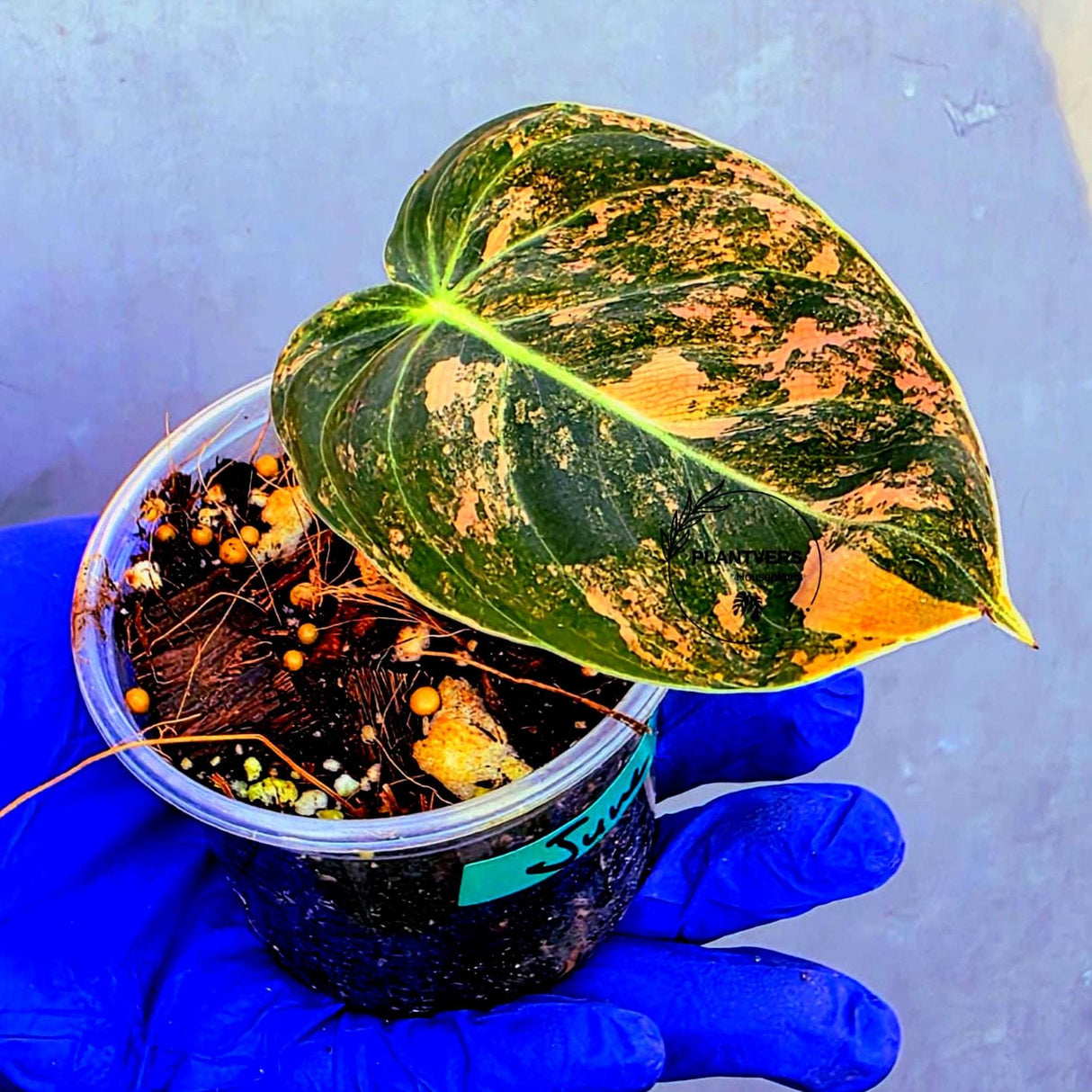Philodendron Orange Melanochrysum Variegated – Rare Velvet Leaf Plant (June-21-06)
