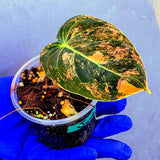 Philodendron Orange Melanochrysum Variegated – Rare Velvet Leaf Plant (June-21-06)