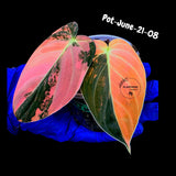 Philodendron Orange Melanochrysum Variegated - Super Rare Velvet Leaf Indoor Plant - Collector Plant - Exact Same Plant - US Seller