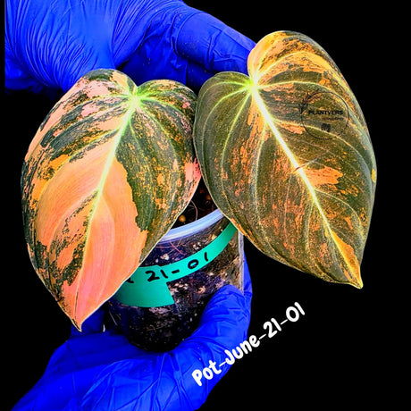 Philodendron Orange Melanochrysum Variegated - Super Rare Velvet Leaf Indoor Plant - Collector Plant - Exact Same Plant - US Seller