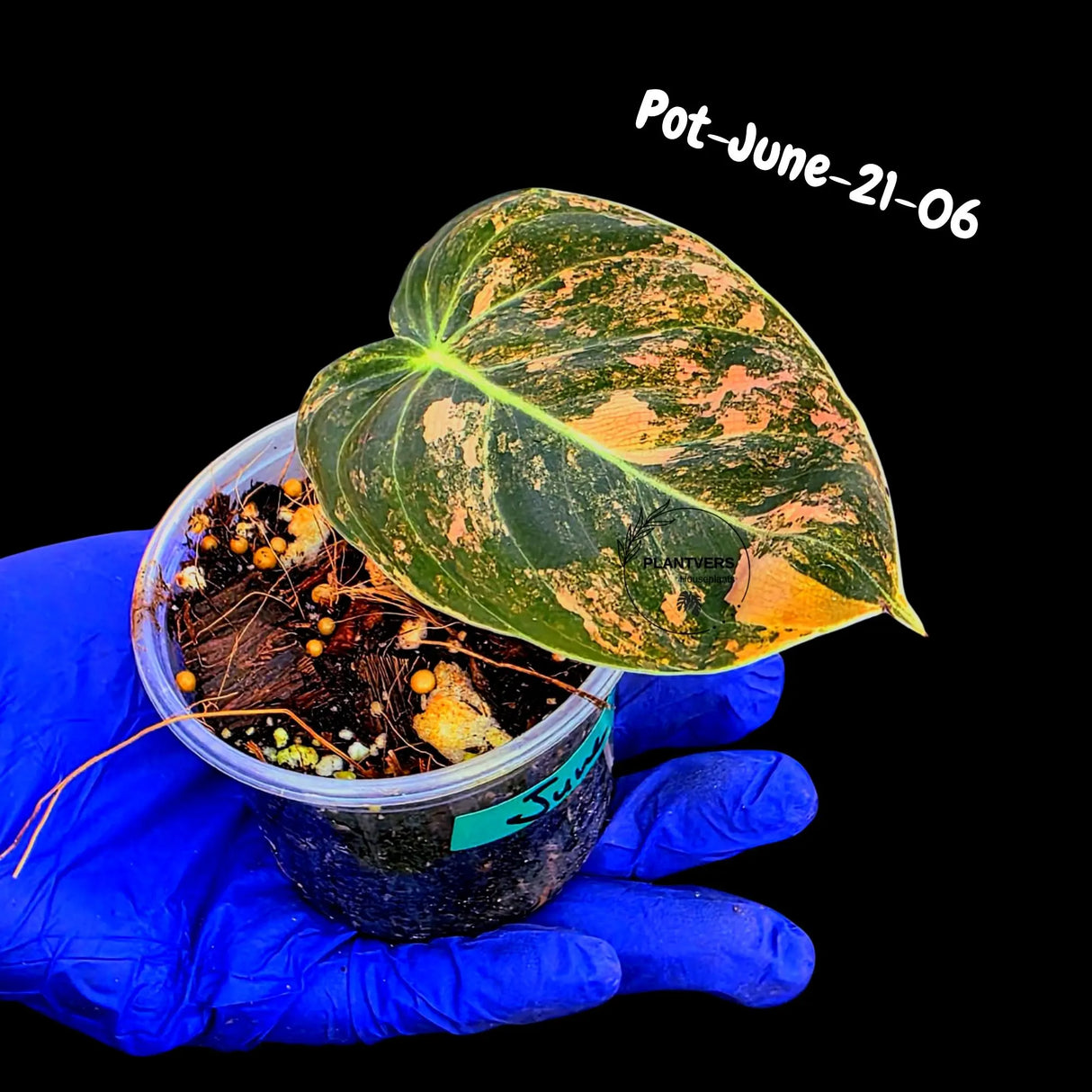 Philodendron Orange Melanochrysum Variegated - Super Rare Velvet Leaf Indoor Plant - Collector Plant - Exact Same Plant - US Seller