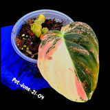 Philodendron Orange Melanochrysum Variegated - Super Rare Velvet Leaf Indoor Plant - Collector Plant - Exact Same Plant - US Seller