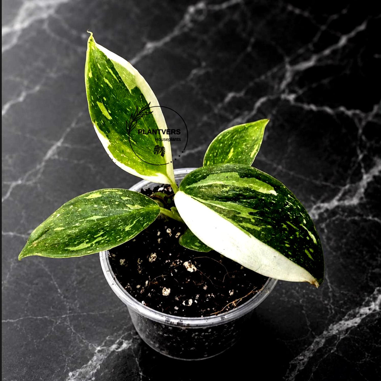 Philodendron White Wizard in a 3" Nursery Pot - White Variegated Philodendron Starter Plant - Fast Growing Indoor Plant