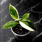 Philodendron White Wizard in a 3" Nursery Pot - White Variegated Philodendron Starter Plant - Fast Growing Indoor Plant