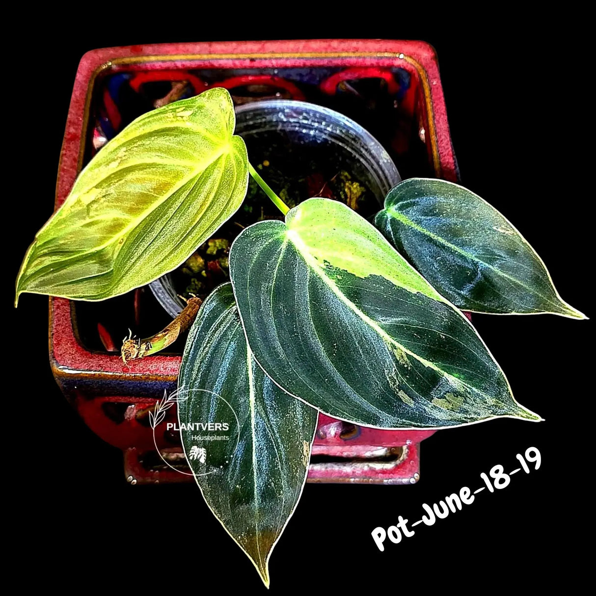 Philodendron Melanochrysum Variegated Live Plant - Rare Velvet Leaf Philodendron - Exact Same Plant - US Seller