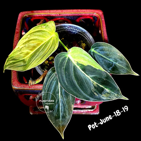 Philodendron Melanochrysum Variegated Live Plant - Rare Velvet Leaf Philodendron - Exact Same Plant - US Seller