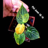 Philodendron Melanochrysum Variegated Live Plant - Rare Velvet Leaf Philodendron - Exact Same Plant - US Seller