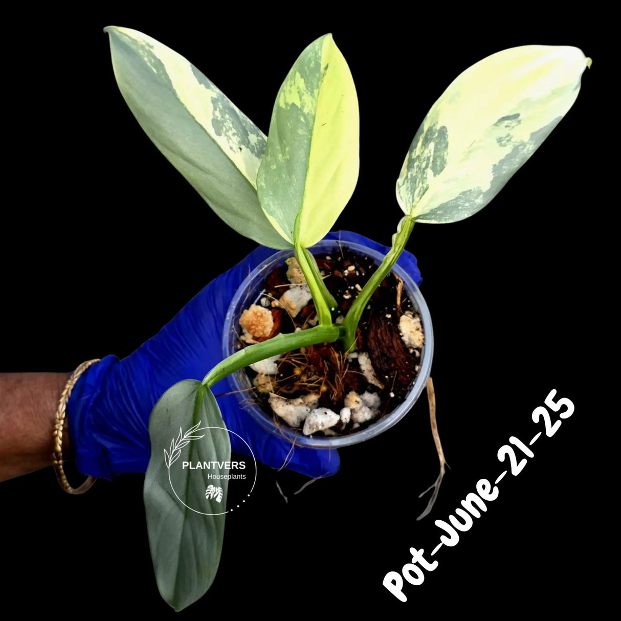 Variegated Silver Sword philodendron - Rare Aroid - Philodendron Hastatum Variegata - Exact Plant - US Seller