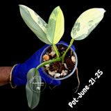 Variegated Silver Sword philodendron - Rare Aroid - Philodendron Hastatum Variegata - Exact Plant - US Seller