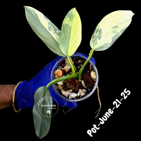 Variegated Silver Sword philodendron - Rare Aroid - Philodendron Hastatum Variegata - Exact Plant - US Seller
