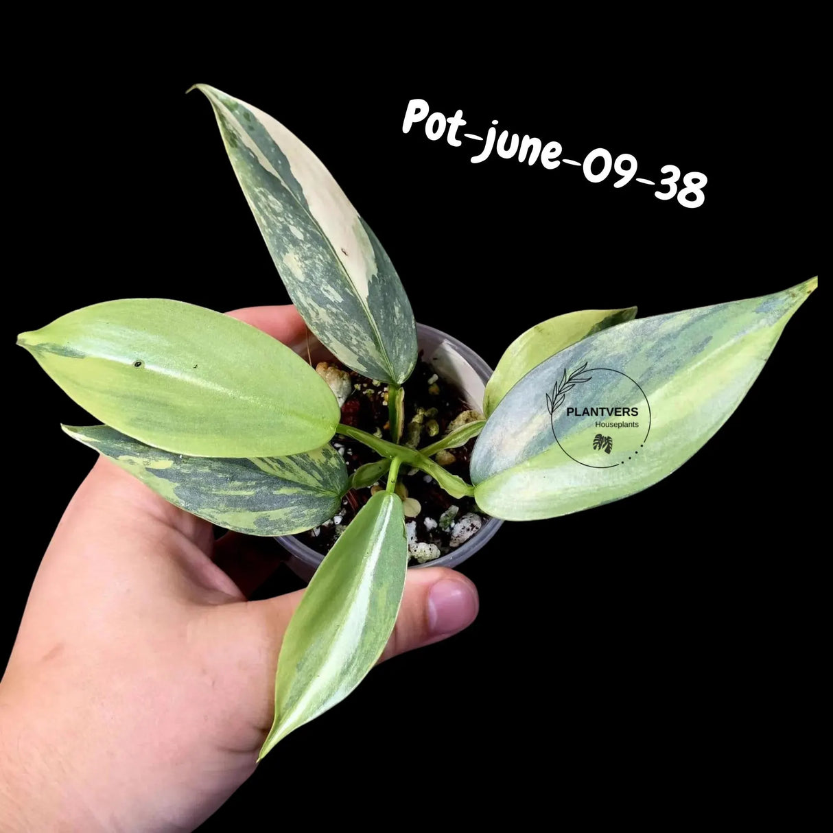 Variegated Silver Sword philodendron - Rare Aroid - Philodendron Hastatum Variegata - Exact Plant - US Seller
