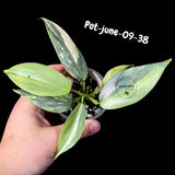 Variegated Silver Sword philodendron - Rare Aroid - Philodendron Hastatum Variegata - Exact Plant - US Seller