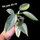 Variegated Silver Sword philodendron - Rare Aroid - Philodendron Hastatum Variegata - Exact Plant - US Seller