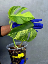 Variegated Monstera Aurea Borsigiana Live plant - Super Rare Monstera Marmota (June-23-52)