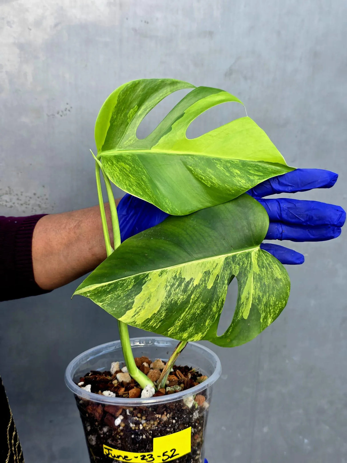 Variegated Monstera Aurea Borsigiana Live plant - Super Rare Monstera Marmota (June-23-52)