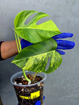 Variegated Monstera Aurea Borsigiana Live plant - Super Rare Monstera Marmota (June-23-52)