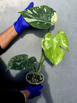 Variegated Monstera Thai Constellation Live Plant - Rare Collector Plant (June-22-44-ER)