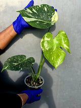 Variegated Monstera Thai Constellation Live Plant - Rare Collector Plant (June-22-44-ER)