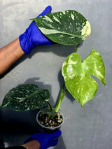 Variegated Monstera Thai Constellation Live Plant - Rare Collector Plant (June-22-44-ER)
