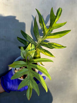 Variegated Philodendron Mayoi - Rare Variegated Fern Leaf Philodendron (June-22-104-ER)