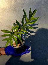 Variegated Philodendron Mayoi - Rare Variegated Fern Leaf Philodendron (June-22-104-ER)
