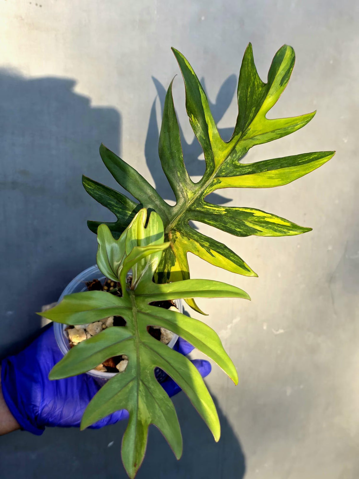 Variegated Philodendron Mayoi - Rare Variegated Fern Leaf Philodendron (June-22-104-ER)