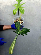 Philodendron Golden Dragon Variegated Established Plant - (June-21-53-ER)