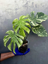 Variegated Monstera Legacy Live Plant - Extremely Rare Monstera Plant (June-21-55-ER)