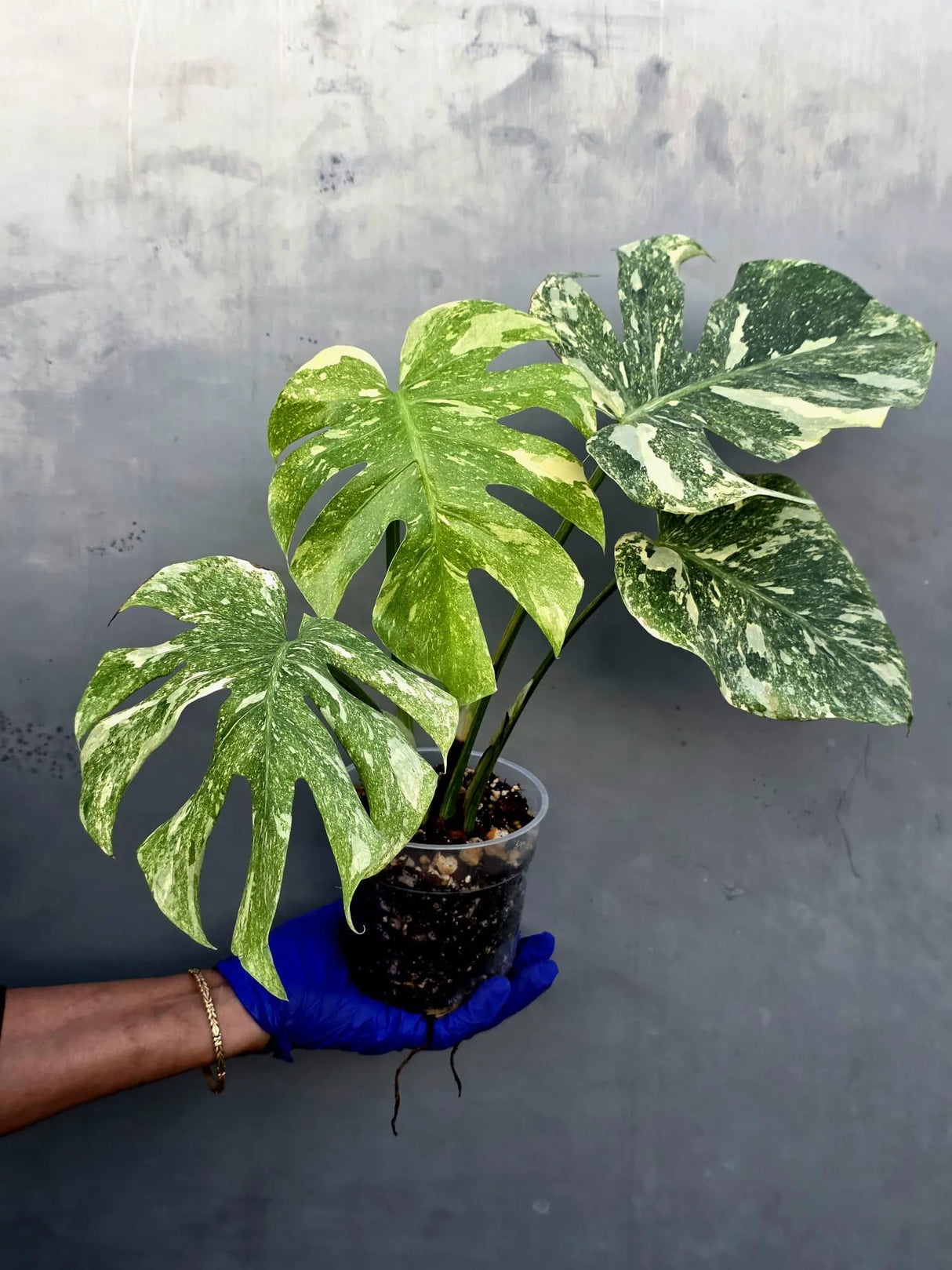Variegated Monstera Legacy Live Plant - Extremely Rare Monstera Plant (June-21-55-ER)