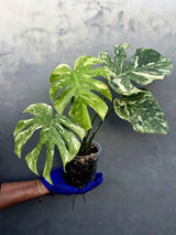 Variegated Monstera Legacy Live Plant - Extremely Rare Monstera Plant (June-21-55-ER)