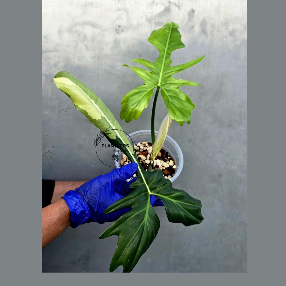 Philodendron Golden Dragon Variegated Established Plant - (June-21-53-ER)