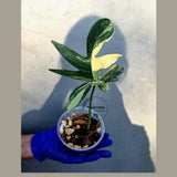 Philodendron Pedatum Variegated - Rare Variegated Oak Leaf Philodendron (June-22-101-ER)