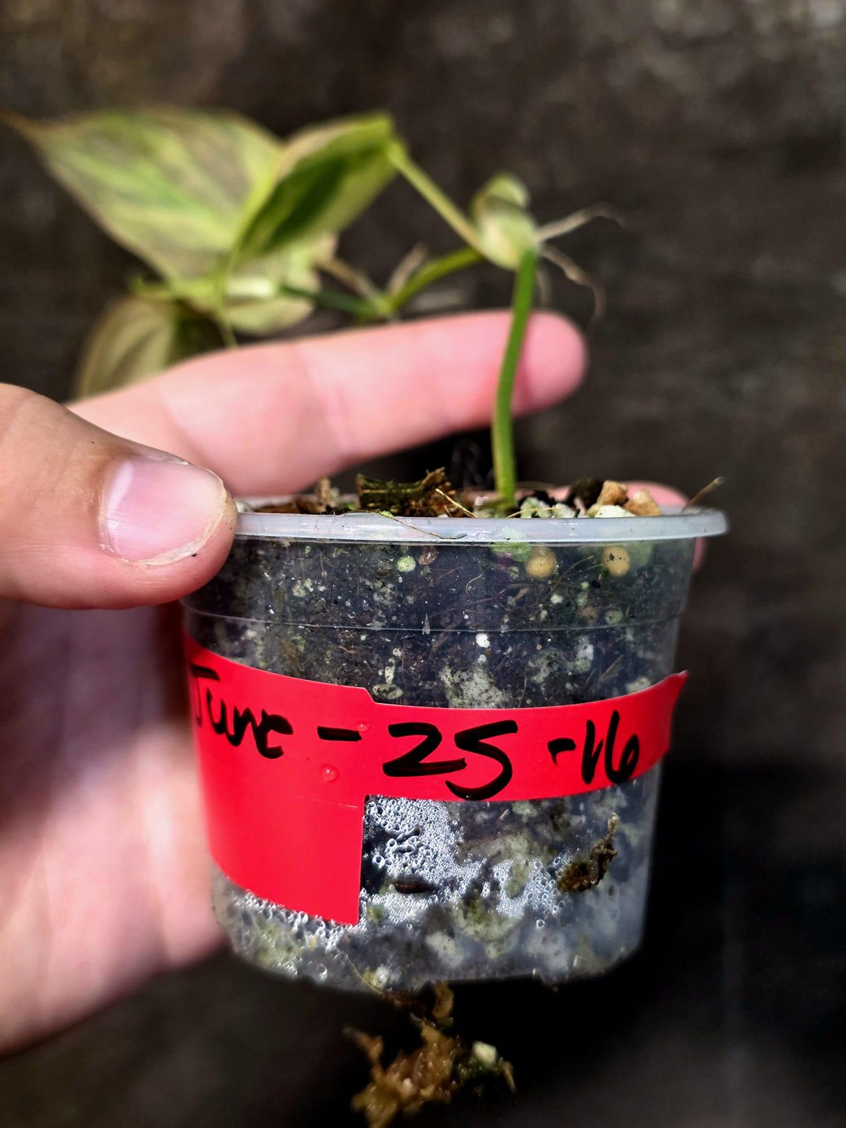 Variegated Philodendron Mican Aurea - Rare Collector Plant - (June-25-16)