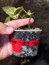 Variegated Philodendron Mican Aurea - Rare Collector Plant - (June-25-16)