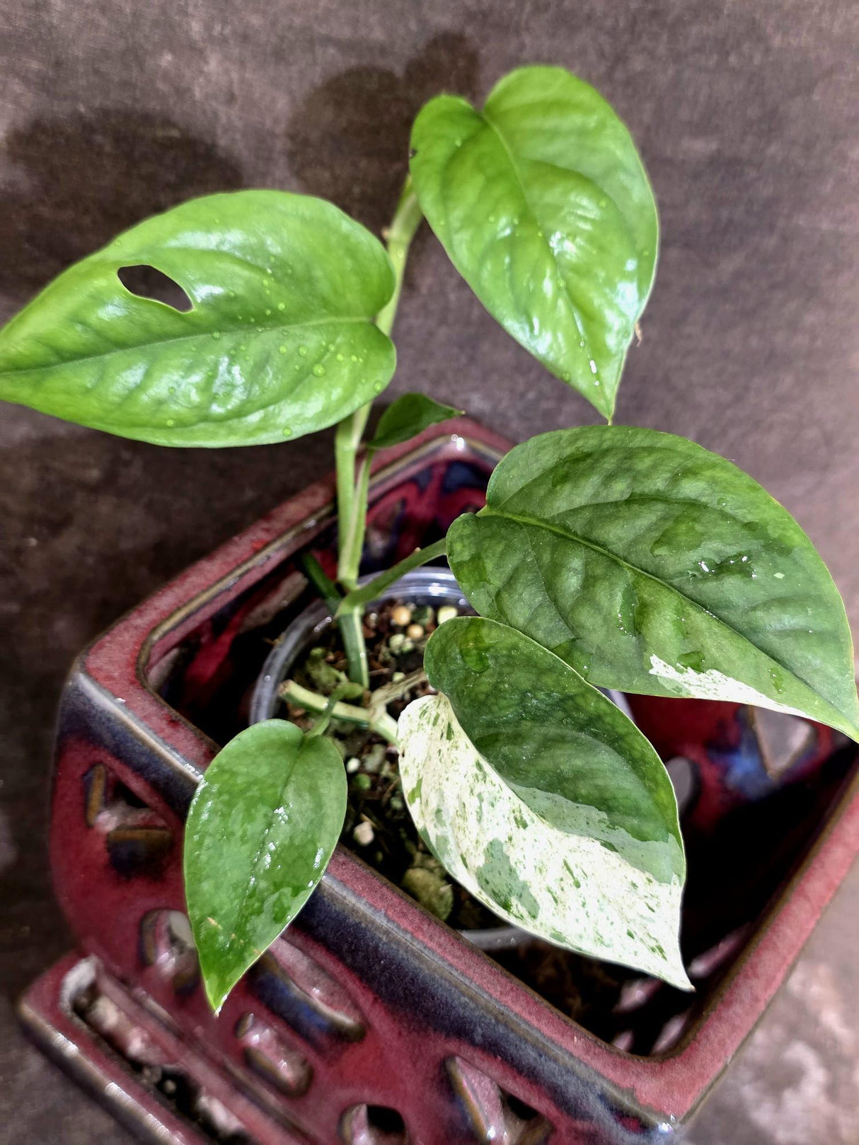 Epipremnum Pinnatum Albo Variegated - Climbing Aroid - (June-25-15)
