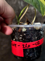 Variegated Philodendron Mican Aurea - Rare Collector Plant (June-26-02)