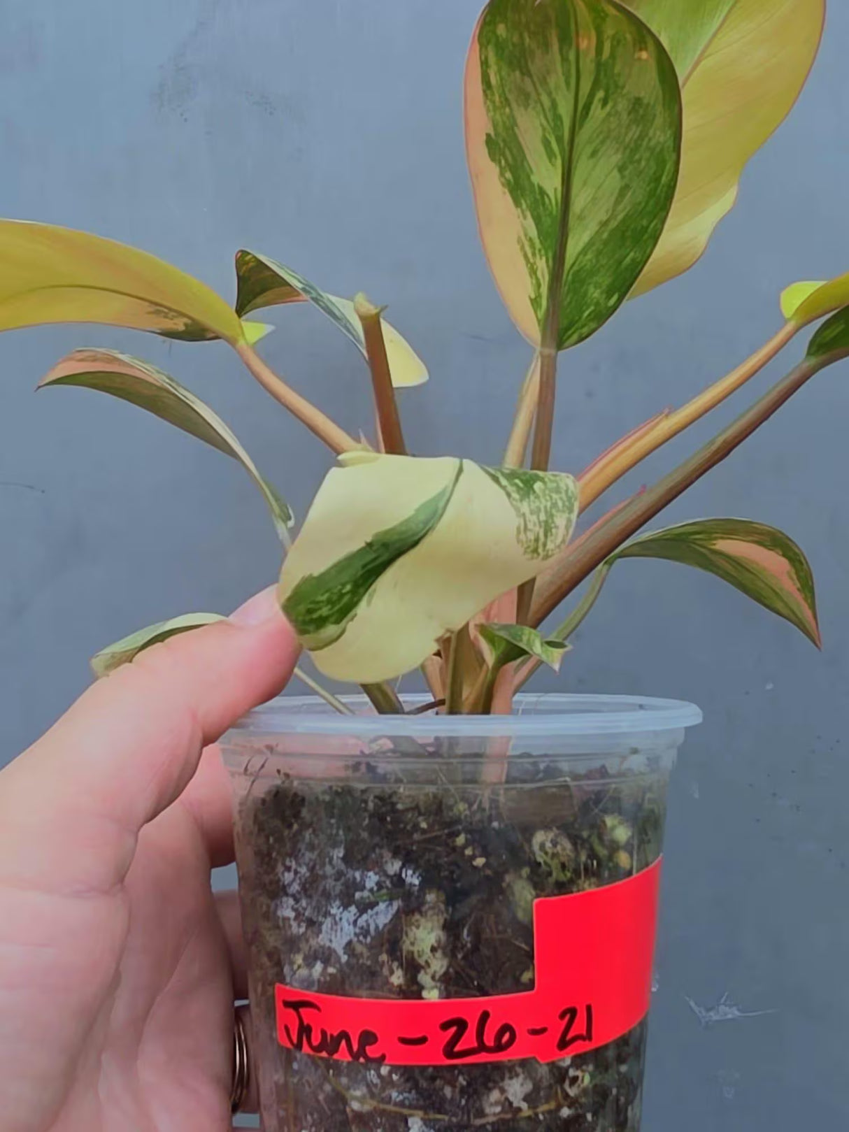 Variegated Black Cardinal Philodendron – Rare Collector Plant (June-26-21-ER)